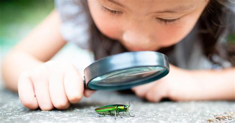 Mushi Asobi (playing with insects) .